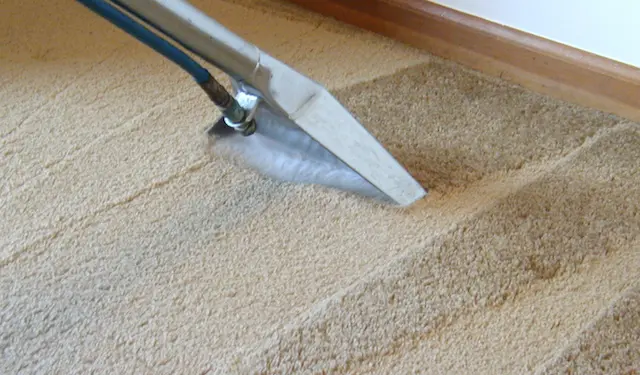 professionally cleaned carpet