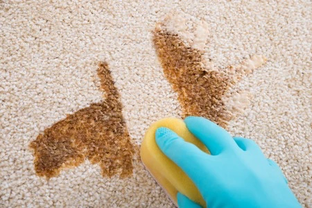 close-up of person's hand cleaning stain on carpet with sponge