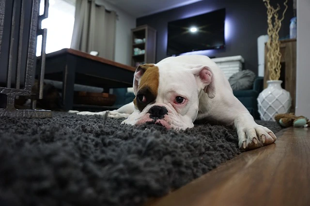 boxer dog laying on carpet