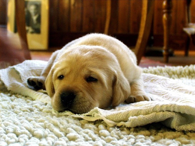 dog lying on clean white carpet